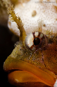I have my eye on you! by Pat Gunderson 